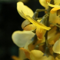 Glicine Artificiale 180cm Giallo