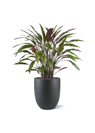 Pianta artificiale di Calathea 85 cm - verde/rosso