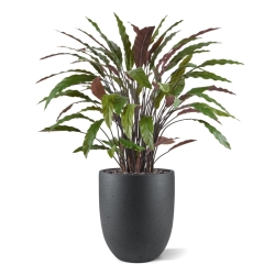 Pianta artificiale di Calathea 85 cm - verde/rosso