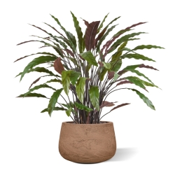 Pianta artificiale di Calathea 85 cm - verde/rosso