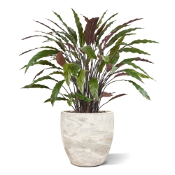 Pianta artificiale di Calathea 85 cm - verde/rosso