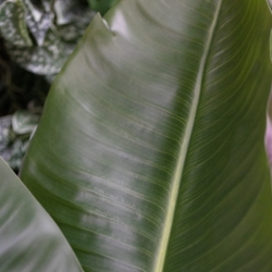 Strelitzia Nicolai XL Palma Artificiale 125cm