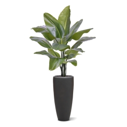 Strelitzia Nicolai XL Palma Artificiale 125cm