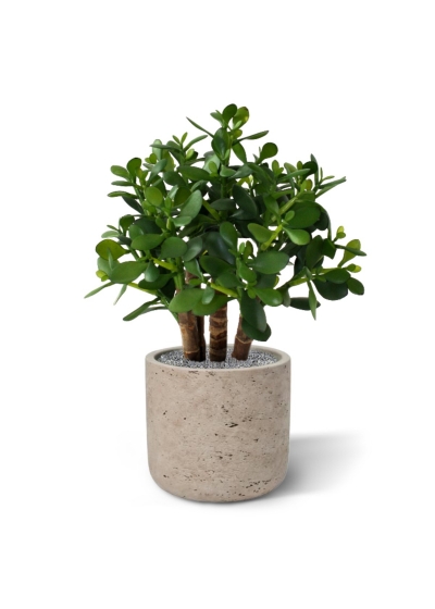 Crassula artificiale 40 cm