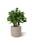 Crassula artificiale 40 cm