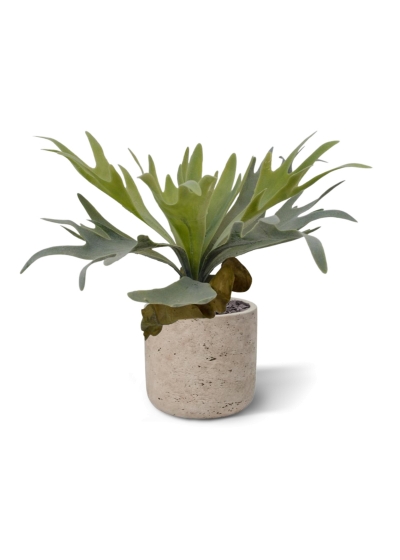 Bouquet di staghorn 30 cm