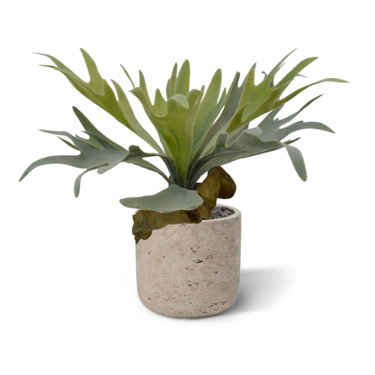 Bouquet di staghorn 30 cm