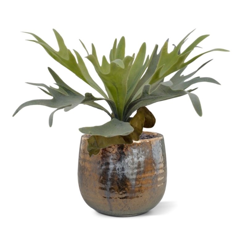 Bouquet di staghorn 30 cm