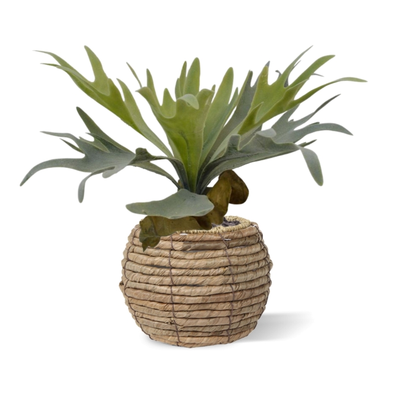 Bouquet di staghorn 30 cm