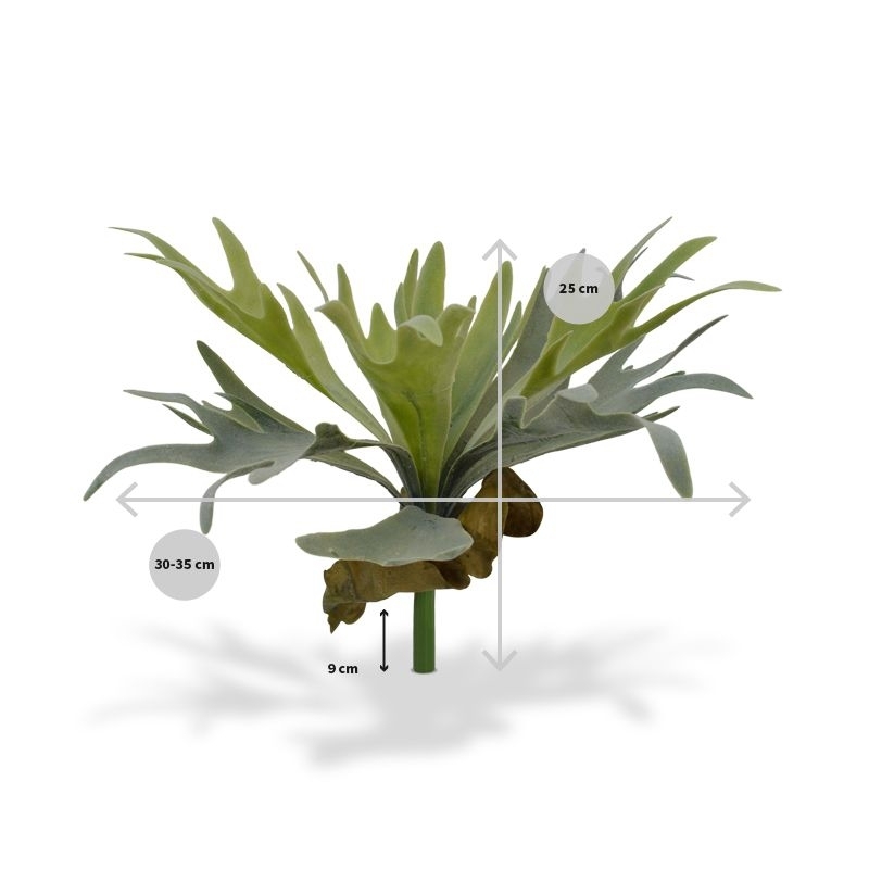 Bouquet di staghorn 30 cm