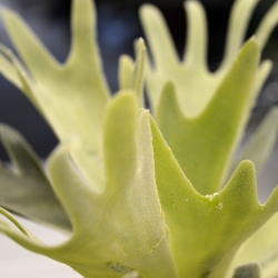 Bouquet di staghorn 30 cm
