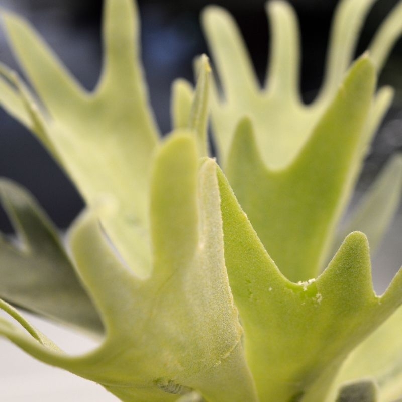 Bouquet di staghorn 30 cm