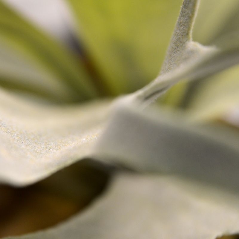 Bouquet di staghorn 30 cm