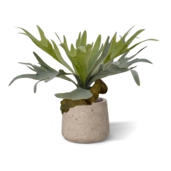 Bouquet di staghorn 30 cm