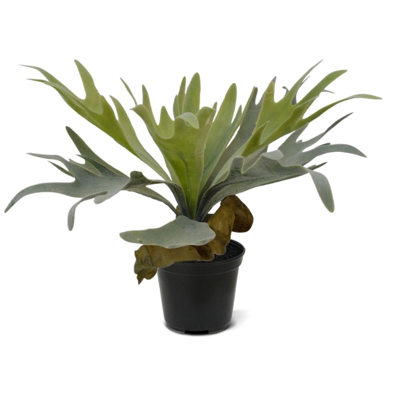 Bouquet di staghorn 30 cm