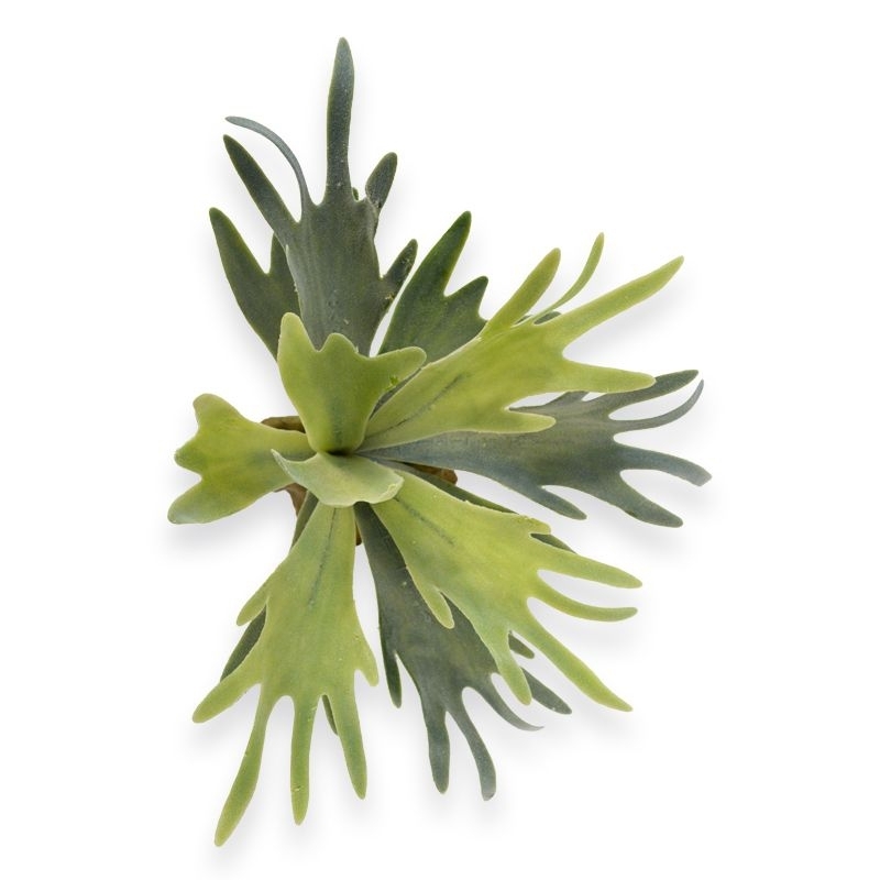 Bouquet di staghorn 30 cm