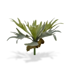 Bouquet di staghorn 30 cm