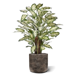 Dieffenbachia Artificiale 110cm Deluxe