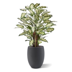 Dieffenbachia Artificiale 110cm Deluxe