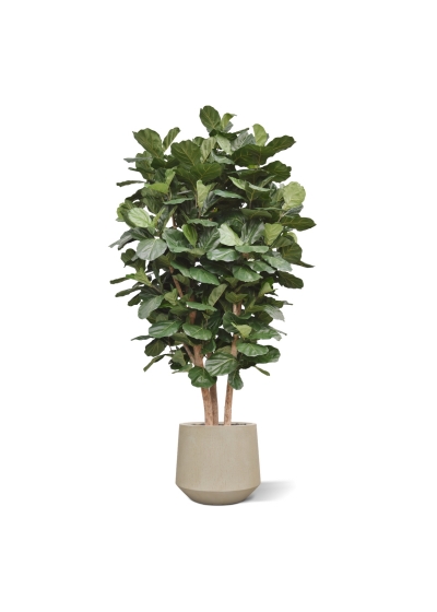 Lyrata Gigante Colonna Deluxe Artificiale 300cm