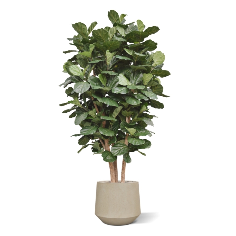 Lyrata Gigante Colonna Deluxe Artificiale 300cm