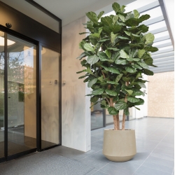 Lyrata Gigante Colonna Deluxe Artificiale 300cm