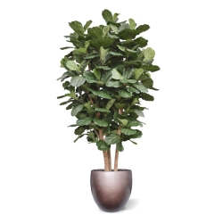 Lyrata Gigante Colonna Deluxe Artificiale 300cm