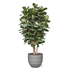 Lyrata Gigante Colonna Deluxe Artificiale 300cm