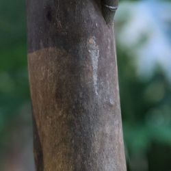 Lyrata Gigante Colonna Deluxe Artificiale 300cm