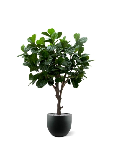 Albero artificiale di Lyrata gigante di 260 cm di tronco