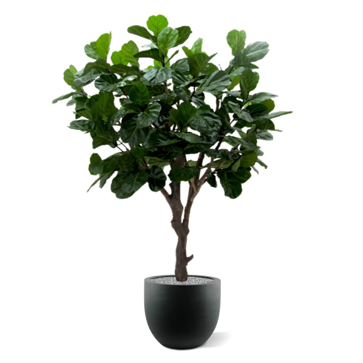 Albero artificiale di Lyrata gigante di 260 cm di tronco