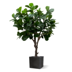 Albero artificiale di Lyrata gigante di 260 cm di tronco