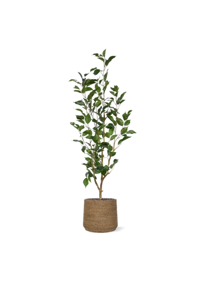 Ficus Exotica NT Artificiale 100cm