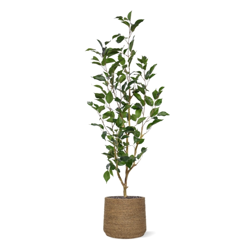 Ficus Exotica NT Artificiale 100cm
