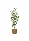 Ficus Exotica NT Artificiale 100cm