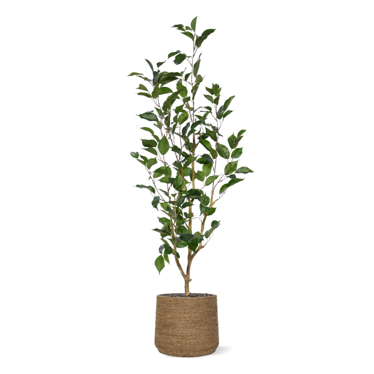 Ficus Exotica NT Artificiale 100cm