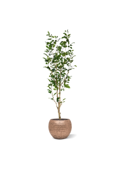 Ficus Exotica NT Artificiale 150cm