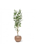 Ficus Exotica NT Artificiale 150cm