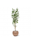 Ficus Exotica NT Artificiale 150cm