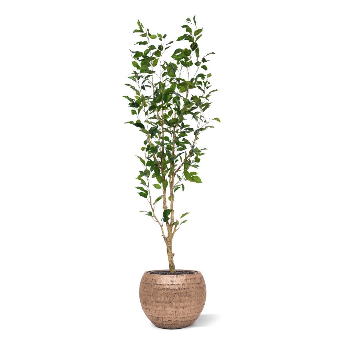 Ficus Exotica NT Artificiale 150cm