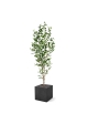 Ficus Exotica NT Artificiale 190cm