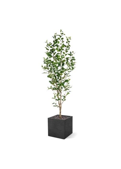 Ficus Exotica NT Artificiale 190cm