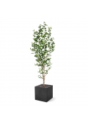 Ficus Exotica NT Artificiale 190cm