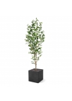 Ficus Exotica NT Artificiale 190cm