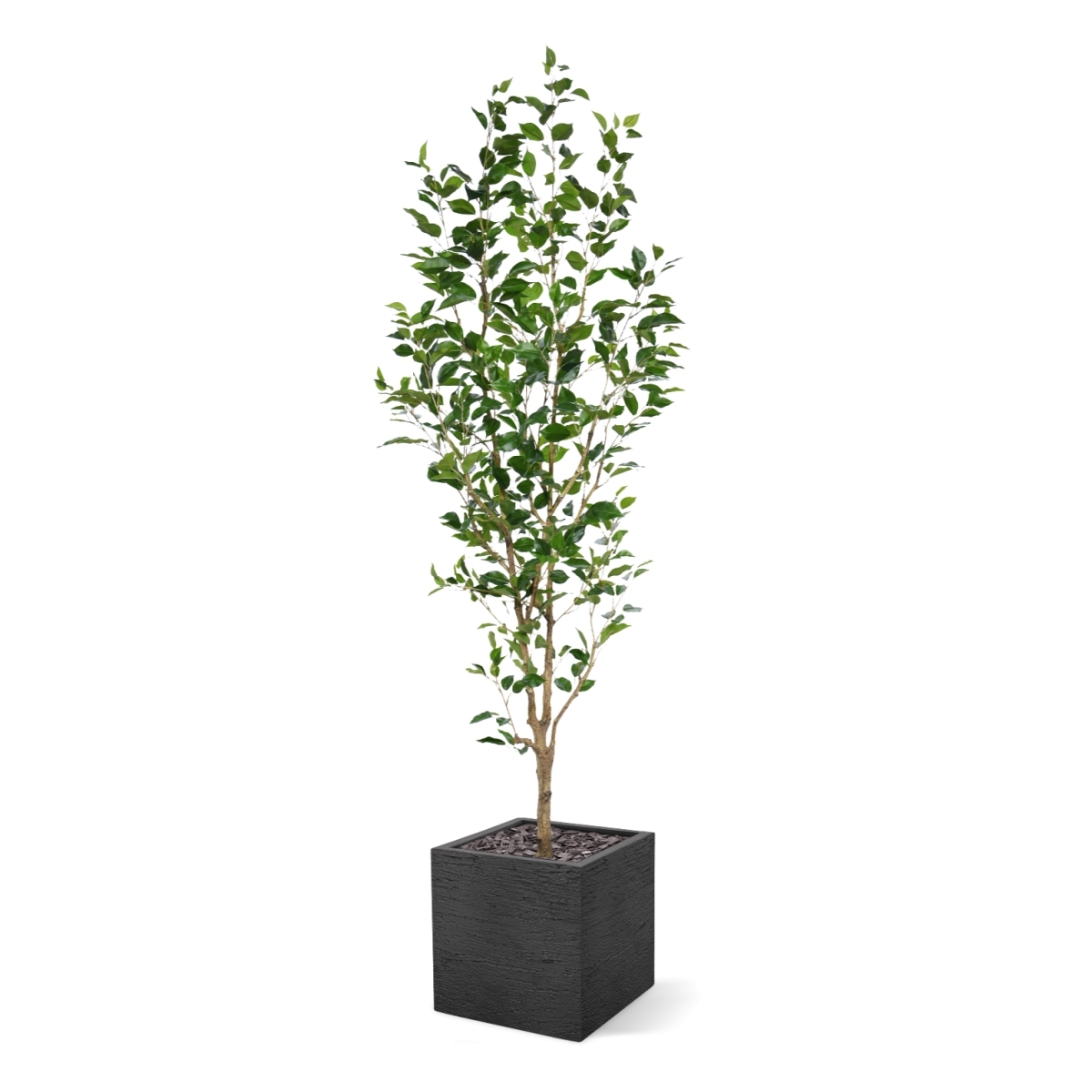 Ficus Exotica NT Artificiale 190cm