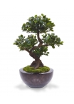 Panda Bonsai artificiale su base 70 cm