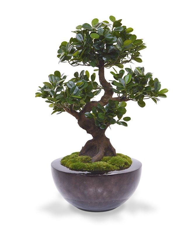 Panda Bonsai artificiale su base 70 cm