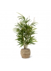 Pianta artificiale Royal Bamboo 70 cm - verde