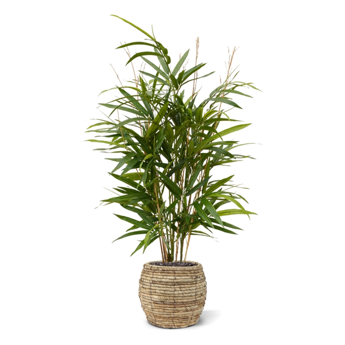 Pianta artificiale Royal Bamboo 70 cm - verde
