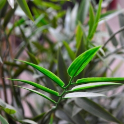 Pianta artificiale di bambù giapponese 120 cm - resistente ai raggi UV